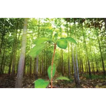 teak plant (4)-9951527-68216.webp